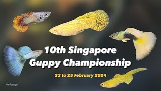 Competition Guppies (Winning Entries) | 10th Singapore #guppy Championship Competition