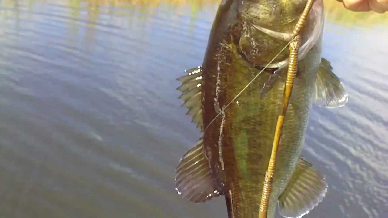 Snake lure everglades Bass YouTube
