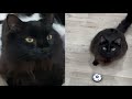 CHANTILLY TIFFANY CATS 2021 の動画、YouTube動画。
