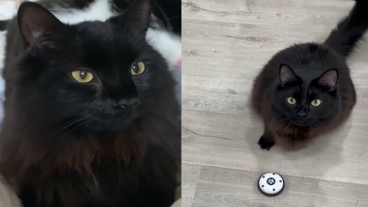 CHANTILLY TIFFANY CATS 2021 YouTube