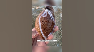 Sea Cucumbers: Masters of Defense 🌊 #MarineLife