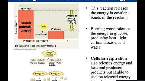 Chapter 6 Cellular Respiration
