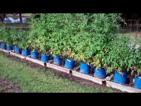 Larry Hall S Grow Bag System Part 2 Garden Update Larry Hall S Grow Bag System Part 2 Garden Update