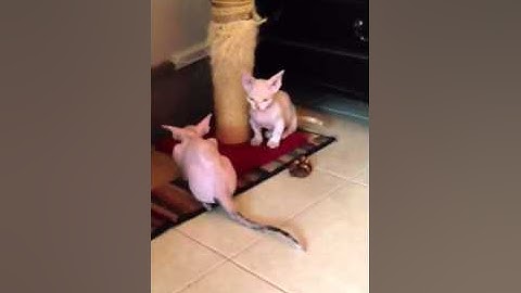 Video 2491541: hairless sphynx kitten, sphynx kitten cute, kittens cattery, adorable hairless