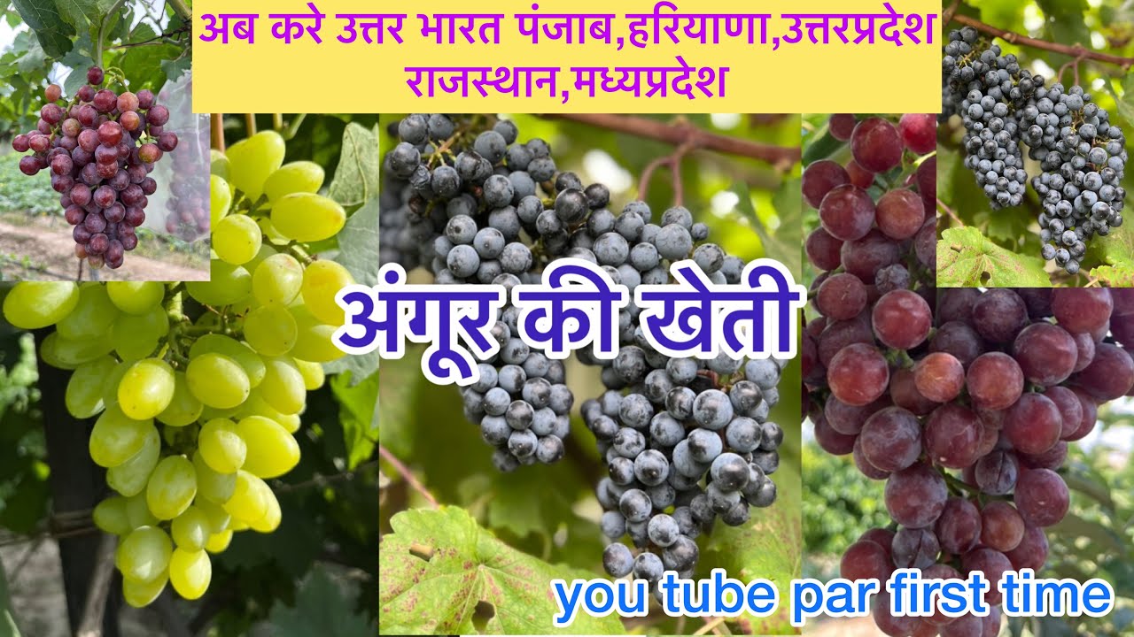 29:उत्तर भारत में अंगूर की खेती