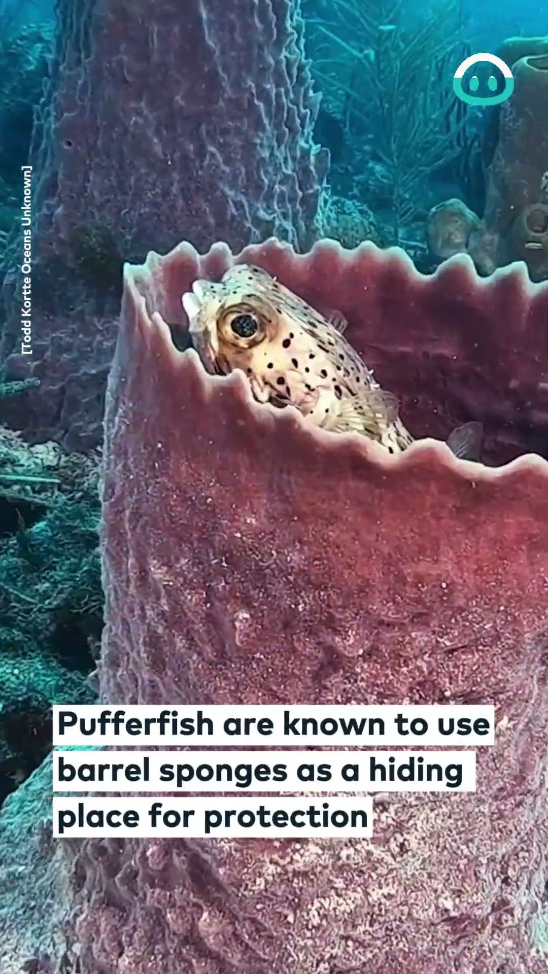 Pufferfish Turns Barrel Sponge Into Castle || ViralHog