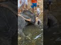 Phuket Elephant Shower Пхукет купание слонов