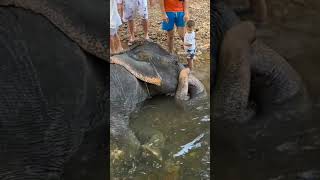 Phuket Elephant Shower Пхукет Купание Слонов