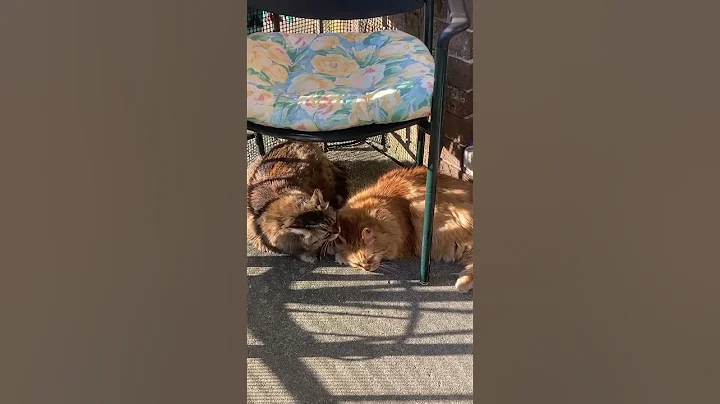 Sibling Love