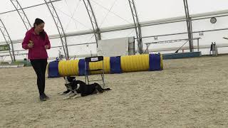 Featured Dog Agility Trainer: Tara LaBelle: Increase distance using verbal cues