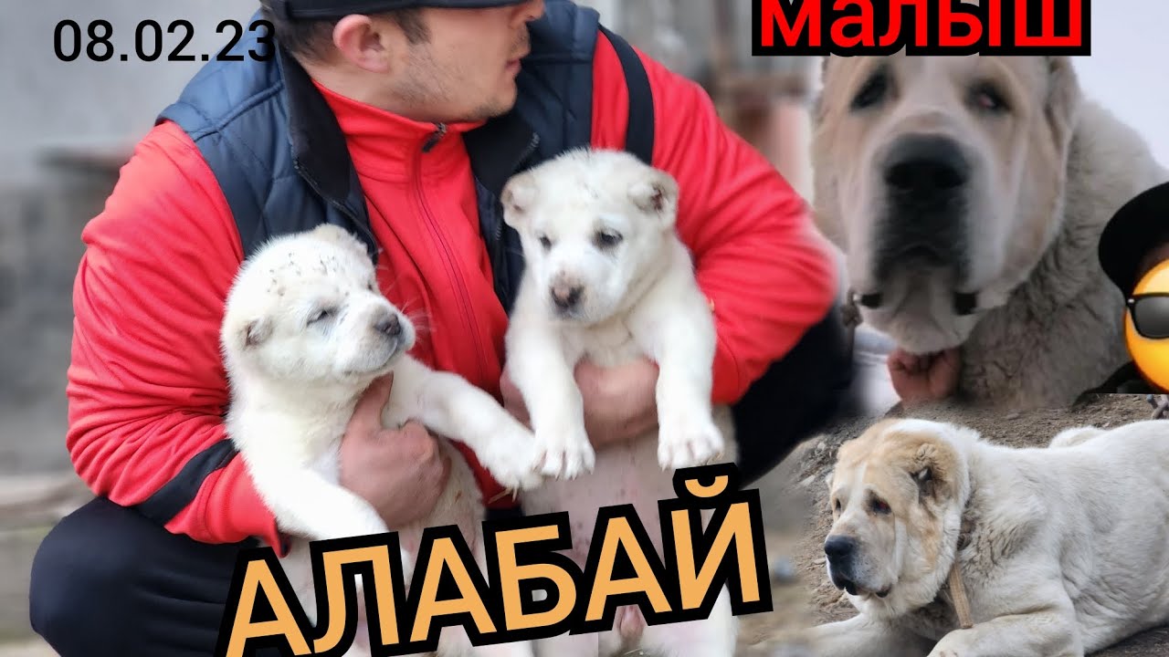 Бойцовский АЛАБАЙ малыштын күчүкөрү ЧЫКТЫ