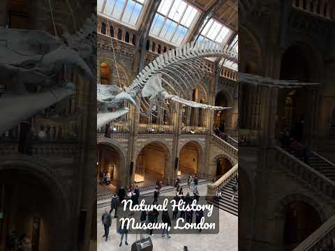 Blue Whale Skeleton