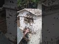 A swarm of bees.Рой Бжділ15.06.23.