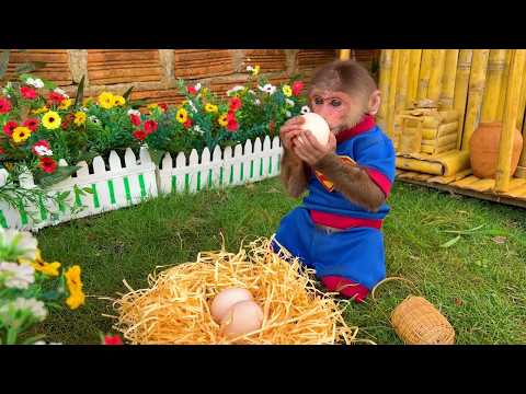 Smart BiBi monkey stole eggs to tease ducks