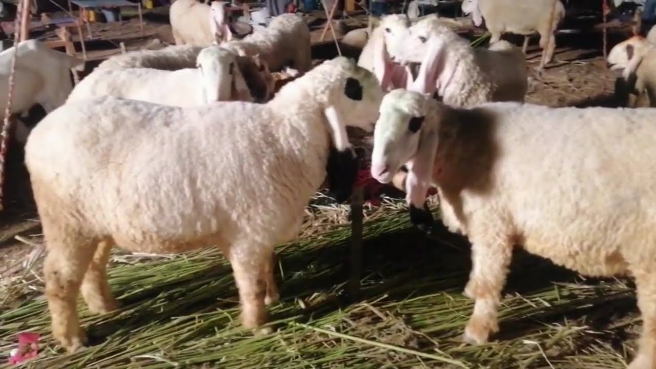 Bakra Mandi 2020 | live buying rates | cow Mandi | Bakra Eid 2020 | pin avenue Lahore Pakistan