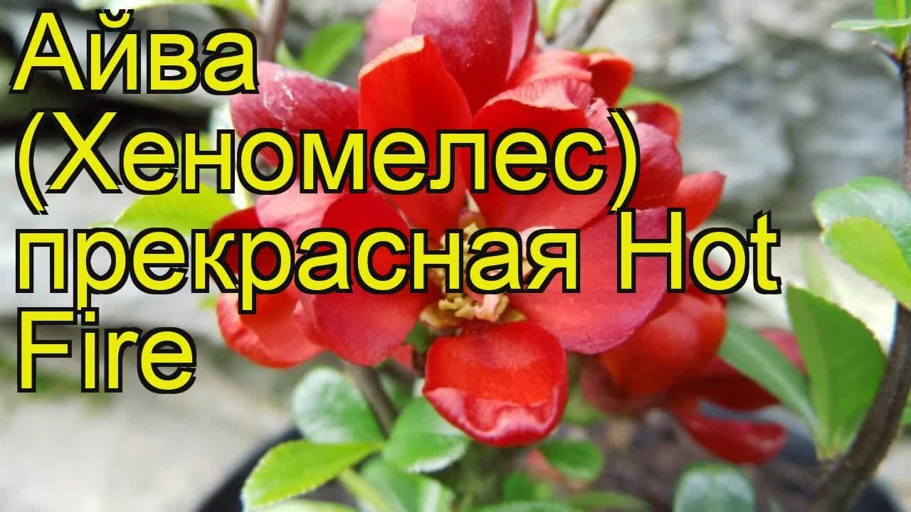 Выбор оптимального места для растения