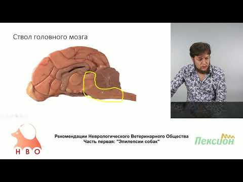 2 - 2 - Албул А. В. - Неврологический осмотр пациента с приступами