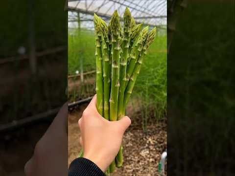 This Vegetable Costs More Than You Think! #shorts #plants #farming