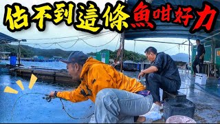 估不到這個魚排咁多魚釣#筏釣り #香港釣魚