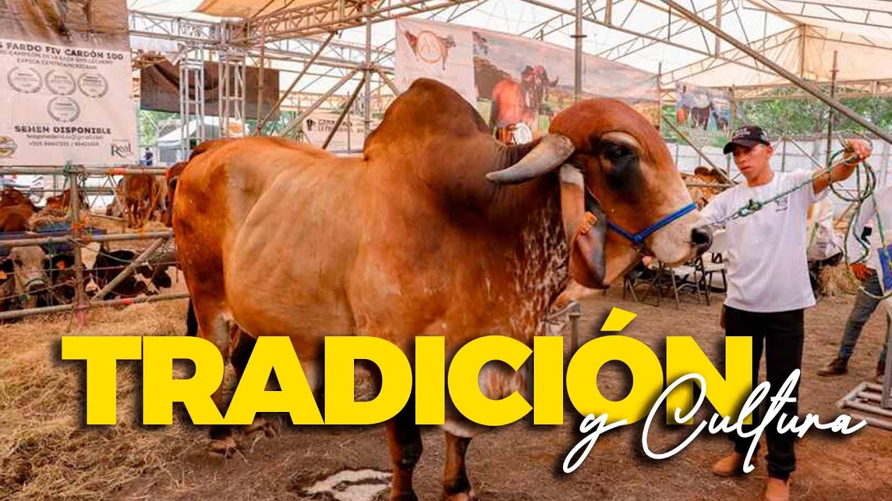 ¡ASÍ SE VIVE la FERIA GANADERA de MANAGUA!  | 🐂GANADO Sardo Negro, AUTOS , Caballos y Comida Nica