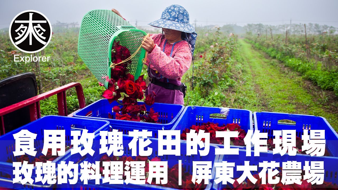玫瑰花要怎麼吃，屏東好好玩「探索有機玫瑰花田的療癒工作現場：清晨的採花過程、與玫瑰料理的運用」屏東大花農場｜農業紀錄片系列｜探路者
