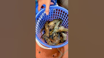 Mô hình hồ câu tôm giải trí đầu tiên ở Bắc Ninh #ansapbacninh