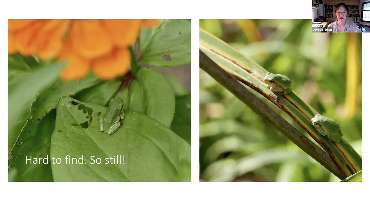 Dear Treefrog with Joyce Sidman and Diana Sudyka - YouTube