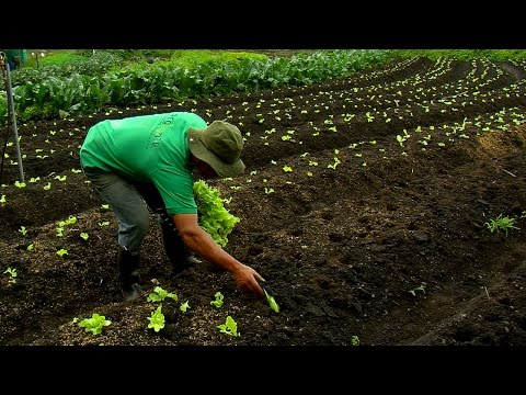 Vídeo: Com Registrar Una Granja Camperola