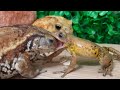 Strength is not the physique, but the mind！【Frog and toad】miyako toad