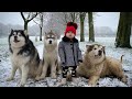 Baby And Wolves Play In The Snow! (Cutest Ever!!)