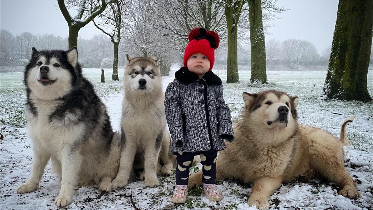 Baby And Wolves Play In The Snow! (Cutest Ever!!)