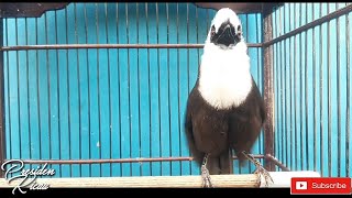 POKSAY JAMBUL GACOR bisa Untuk PANCINGAN BURUNG BAKALAN