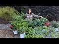 Unboxing New Proven Winners 2021 Shrubs // Gardening with Creekside