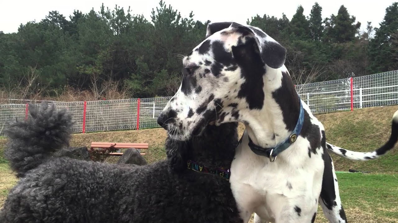 大きい犬種ランキングを画像で紹介 世界一の超大型犬とは わんちゃんとあそぼ