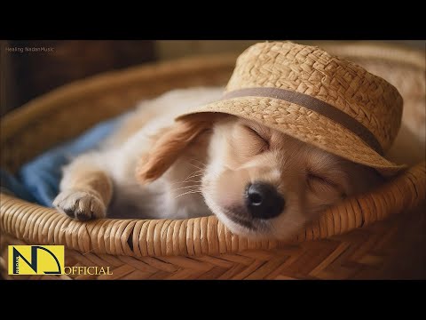 20 Hours Of Dog Calming Music For DogsAnti Separation Anxiety ReliefDog Sleep Music Nadanmusic