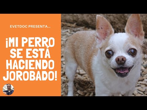 Video: ¿Qué significa cuando un perro joroba a otros?