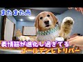 【またまた雨】犬が喜怒哀楽を表現し相手に意思を伝えられるって凄いこと　ゴールデンレトリバー