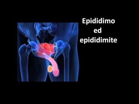Video: Funzione, Definizione E Anatomia Dell'epididimo - Body Maps
