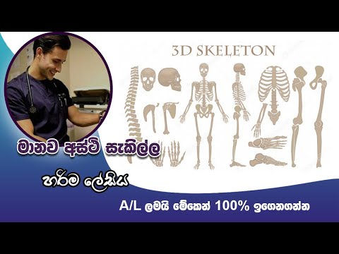 Human Skeleton AL මානව සැකිල්ල  අස්ථි සැකැස්ම 100% New Syllubus AL Biology Paper