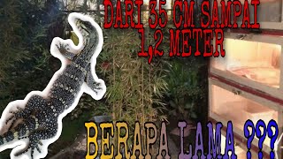 MANDIIN BIAWAK GALAK HAMPIR KENA GIGIT