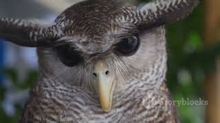 8 Mind Blowing Facts About Owls