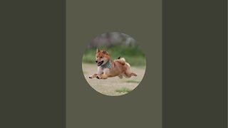 柴犬ロックちゃんねる。の配信のサムネイル画像