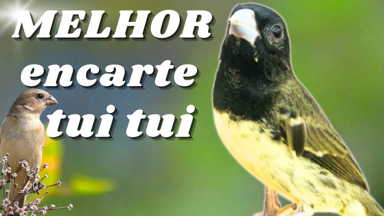 🔴 MELHOR CANTO TUI TUI PARA ENCARTE🔴🔴ÁUDIO COM FÊMEA TURBINE SEU COLEIRO 🔴