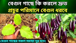 বেগুন গাছে কি করলে দ্রুত প্রচুর পরিমানে বেগুন ধরবে–রোগ ও পোকাও দূর হবে গ্যারান্টি–বেগুন চাষ পদ্ধতি।