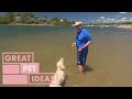 How to Teach Your Dog to Swim | PETS | Great Home Ideas