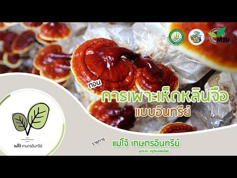 รายการแม่โจ้เกษตรอินทรีย์ | ตอน การเพาะเห็ดหลินจือแบบอินทรีย์