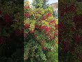 Ягоды моего детства. #nature #ягоды #барбарис #berries