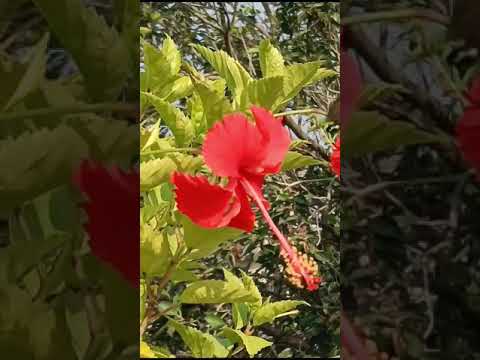 Flowerwang Da Naap Mp3 Song Download Remix Varl Video