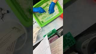 In the Lab: Scraping Cell Plates