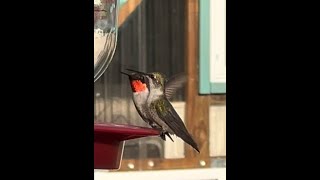 Hummingbird Migration 2024